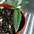 The first signs of nutrient burn on a marijuana seedling