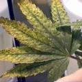 This marijuana plant has been fed way too many nutrients