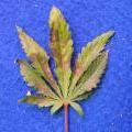 This cannabis leaf is showing the final fatal signs of a phosphorus deficiency