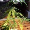 This marijuana plant is showing the signs of a sulfur deficiency