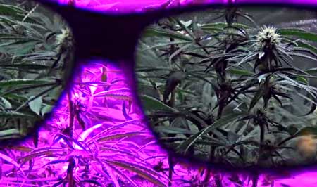 A pair of Method7 glasses let you see an LED cannabis garden in true color, without having to turn off the lights