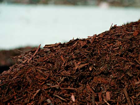 A layer of mulch over the organic soil can help produce better conditions for your cannabis plants