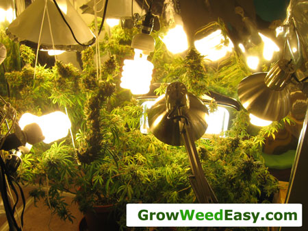Growing marijuana with CFL grow lights