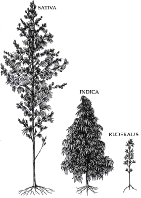 Různé druhy konopí - sativa, indika a ruderalis (samo-nakvétací)