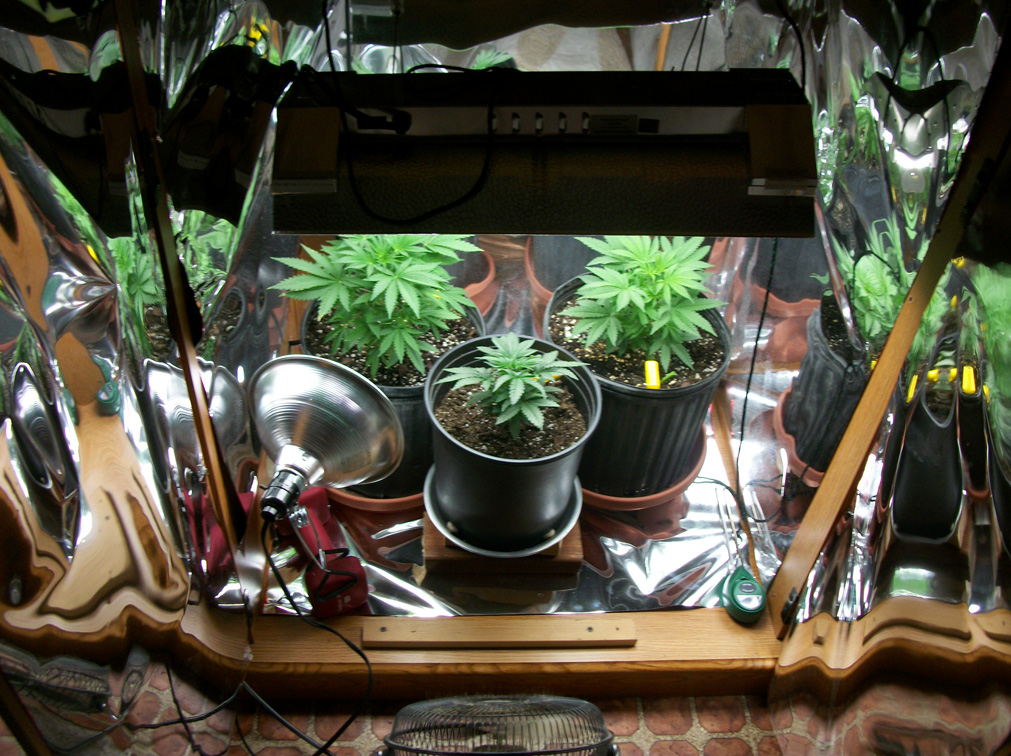 Closet Growing Cannabis Image Of Bathroom And Closet