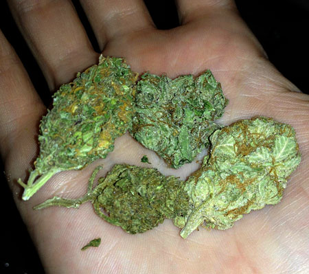A handful of nugs from several modern cannabis strains