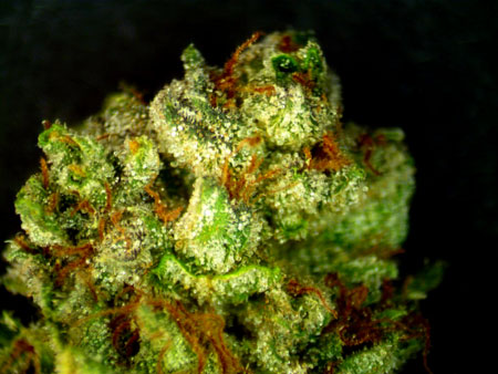 View a close-up of his amazing buds!