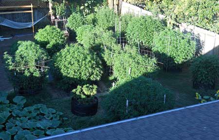 Huge monster cannabis plants in someone's backyard