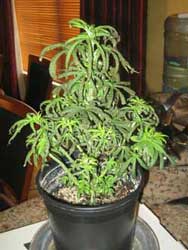 Marijuana plant drooping, curling inwards - drinking less