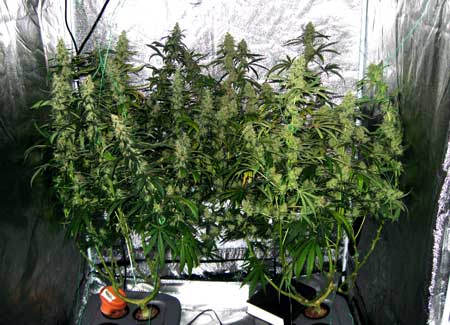 Picture of cannabis plants in a tent - picture taken in the dark with a flash