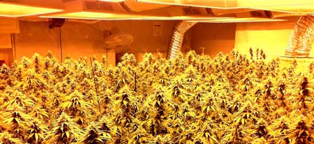 Cannabis plants flowering under HPS grow lights - all HPS lights produce light that looks yellow