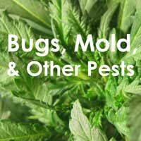 Bugs, Mold & Other Marijuana Pests - GrowWeedEasy.com