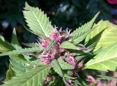 This tutorial will teach some tricks for taking great cannabis plant pictures!