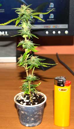 This micro marijuana plant was started as a clone and was forced to start flowering immediately.