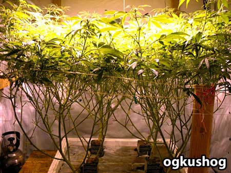 Plants are grown in Rockwool slabs, then trained under the ScrOG net