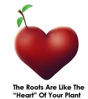 The roots are like the "heart" of your cannabis plant