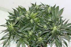 How tall will my marijuana plants get? How long will it take?