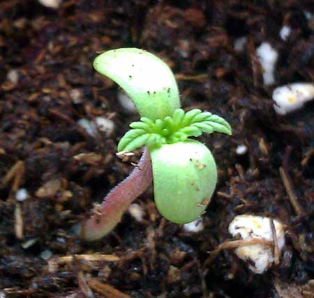 A healthy young cannabis seedling showing its first leaves