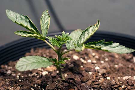 A cannabis seedling suffering from heat stress - notice how the edges are curling upwards