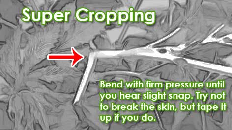 How to super crop your plants.