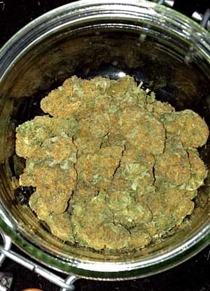 Dense Thai buds in jar have been dried and cured perfectly