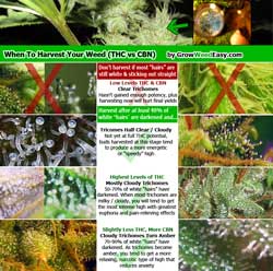 Click for "When to harvest marijuana by looking at trichomes" infographic