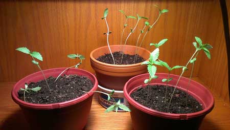 Too-tall seedlings need more light!
