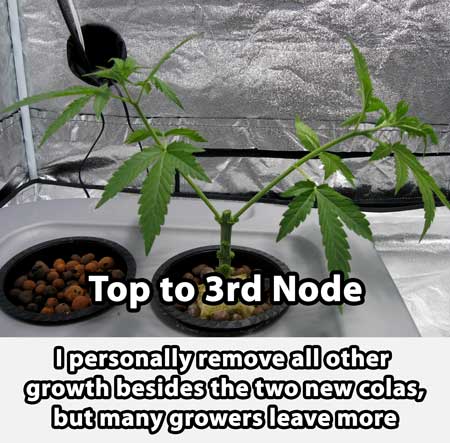Main-lining cannabis plant - top down to 3rd node