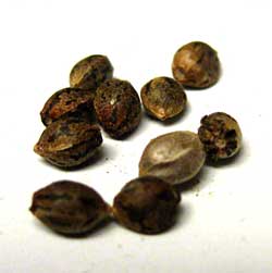 Cannabis seeds - ready to plant!