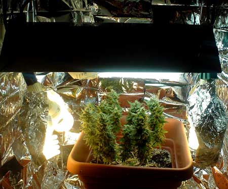 View marijuana plant in the full setup