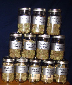 Cannabis yield - buds in mason jars