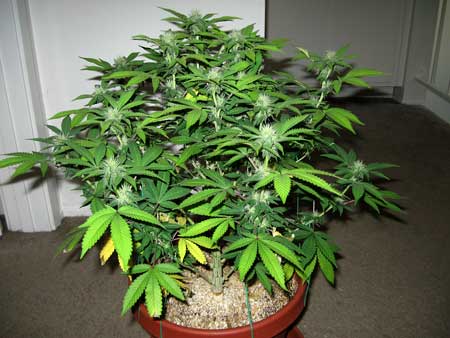 A young female cannabis plant - hanging out in a hallway :)