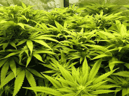 Cultivo Indoors | Grow Weed Easy