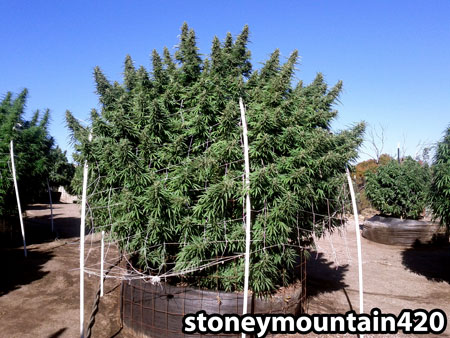 Huge outdoor cannabis plant
