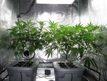 2 Marijuana plants under a Metal Halide Light in a grow tent - vegetative stage