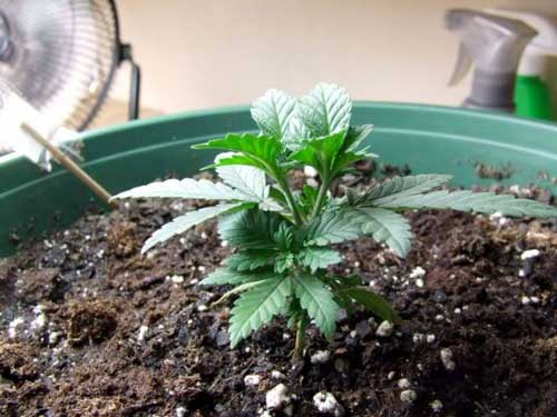 The 2 new branches continue to grow and thicken