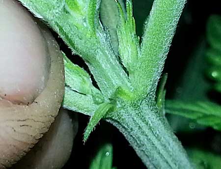 A tiny male cannabis pre-flower next to a thumb on a 3 week old plant