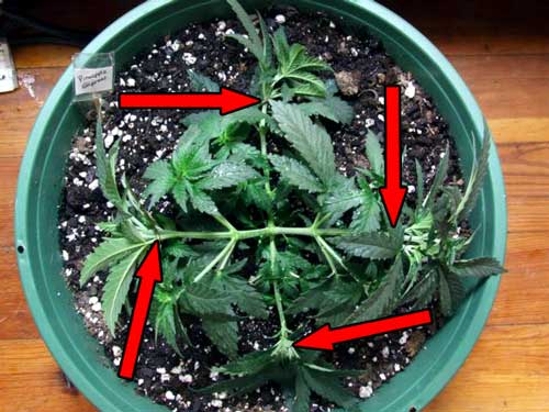 This diagram shows the placement of the 4 U-shaped spikes on the young marijuana plant