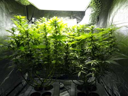 Same cannabis plants 6 days after defoliation - side view