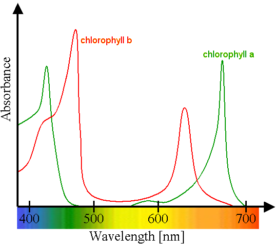 Optimální světelná absorbce chlorofylu A a B zobrazená na grafu ukazujícím optimální světelné spektrum