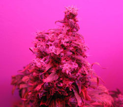 Fat bud grown under a 90W LED grow light