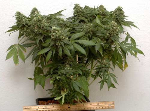 Ak-47 plant was trained to stay short, but produced over 2 ounces. Picture credit to SuperAngryGuy