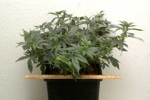 Jack Herer plant - LST was used to keep her very short