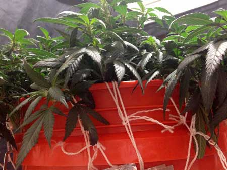 LST (low stress training) using string