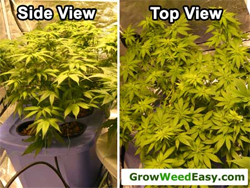 2 views of a LST'd plant