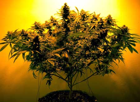 LST was used on this marijuana plant to encourage her to grow wider and bushier