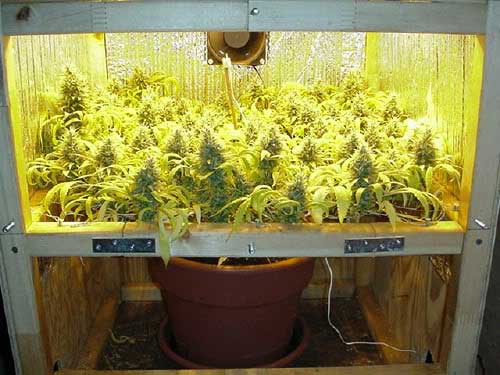 Use Scrog for better yields - by LBH from Rollitup.org