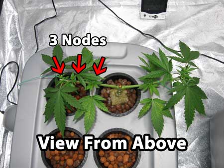 Same cannabis plant - view from above