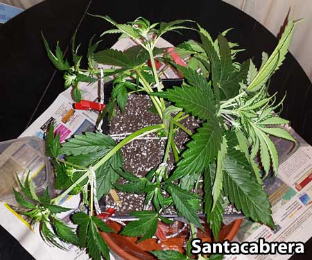Jak na LST u samonakvétacích rostlin - obrázek od Santacabrera
