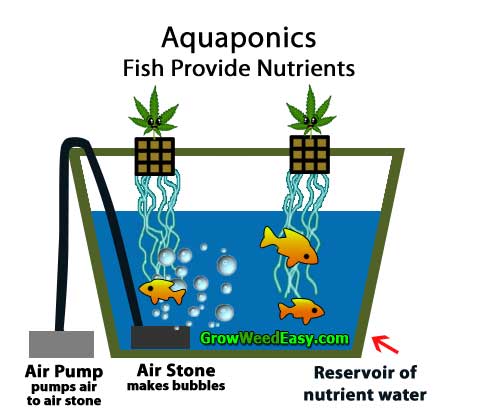 Growing cannabis with Aquaponics (plants get nutrients from live fish) hydroponics diagram
